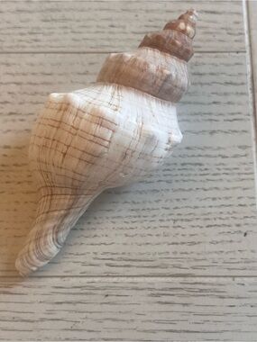 Large “Trapezium” Striped Horse Conch Seashell Nautical Decor/Collection